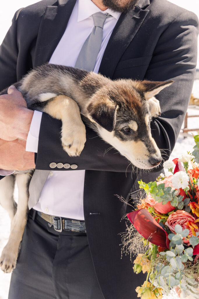 Husky puppy smelling bouquet at dogsled camp during Alaska elopement
