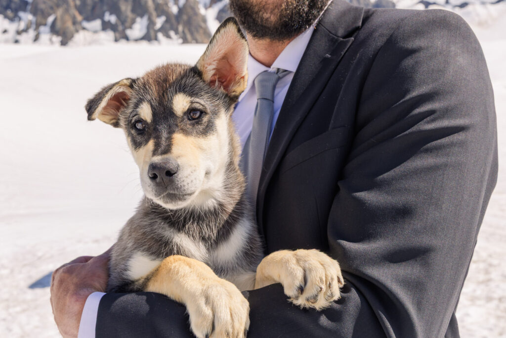 Groom playing with husky puppy at glacier dogsled camp during Alaska elopement